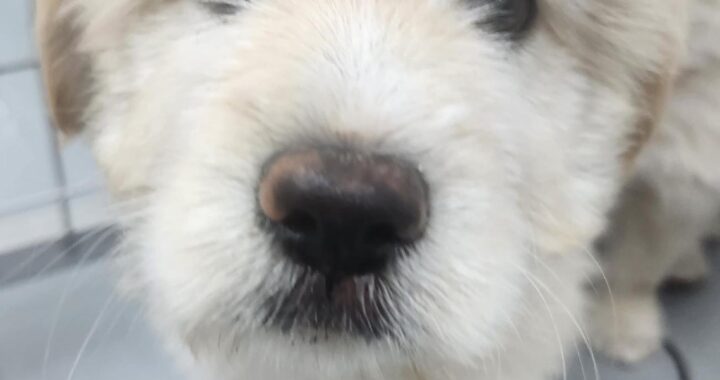 neugle pet 경남 거창 2026 00099