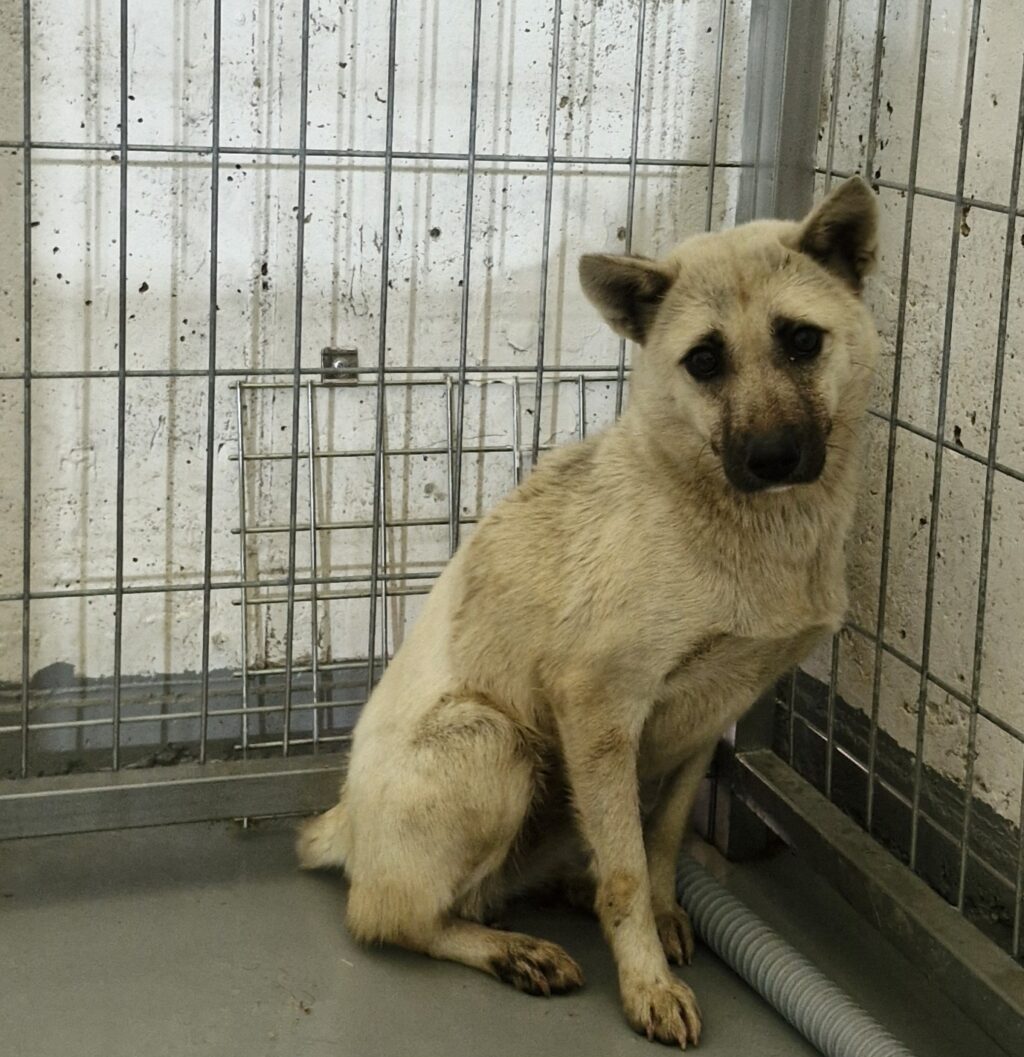 neugle pet 경남 거창 2026 00100