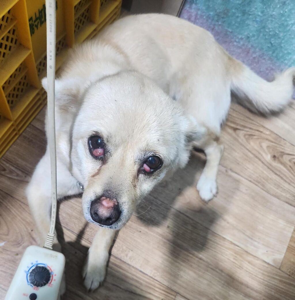 neugle pet 경남 거창 2026 00101