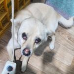 neugle pet 경남 거창 2026 00101