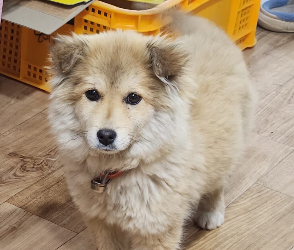 neugle pet 경남 거창 2026 00102