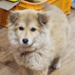 neugle pet 경남 거창 2026 00102