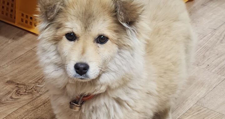 neugle pet 경남 거창 2026 00102