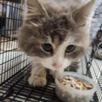 neugle pet 경남 거창 2026 00103