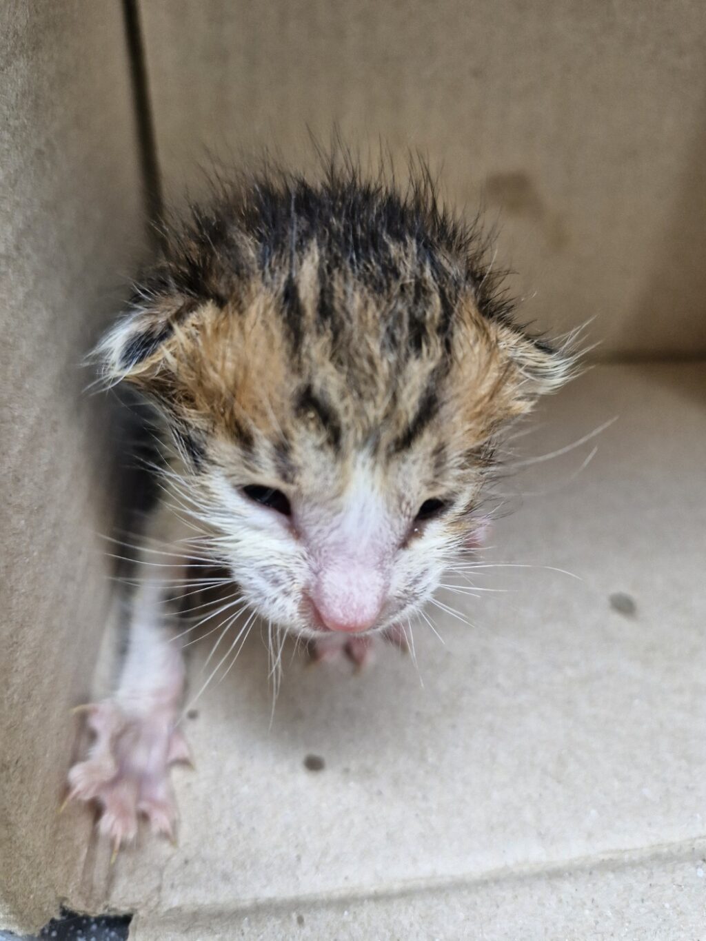 neugle pet 경남 거창 2026 00104