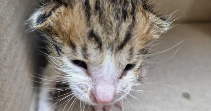 neugle pet 경남 거창 2026 00104