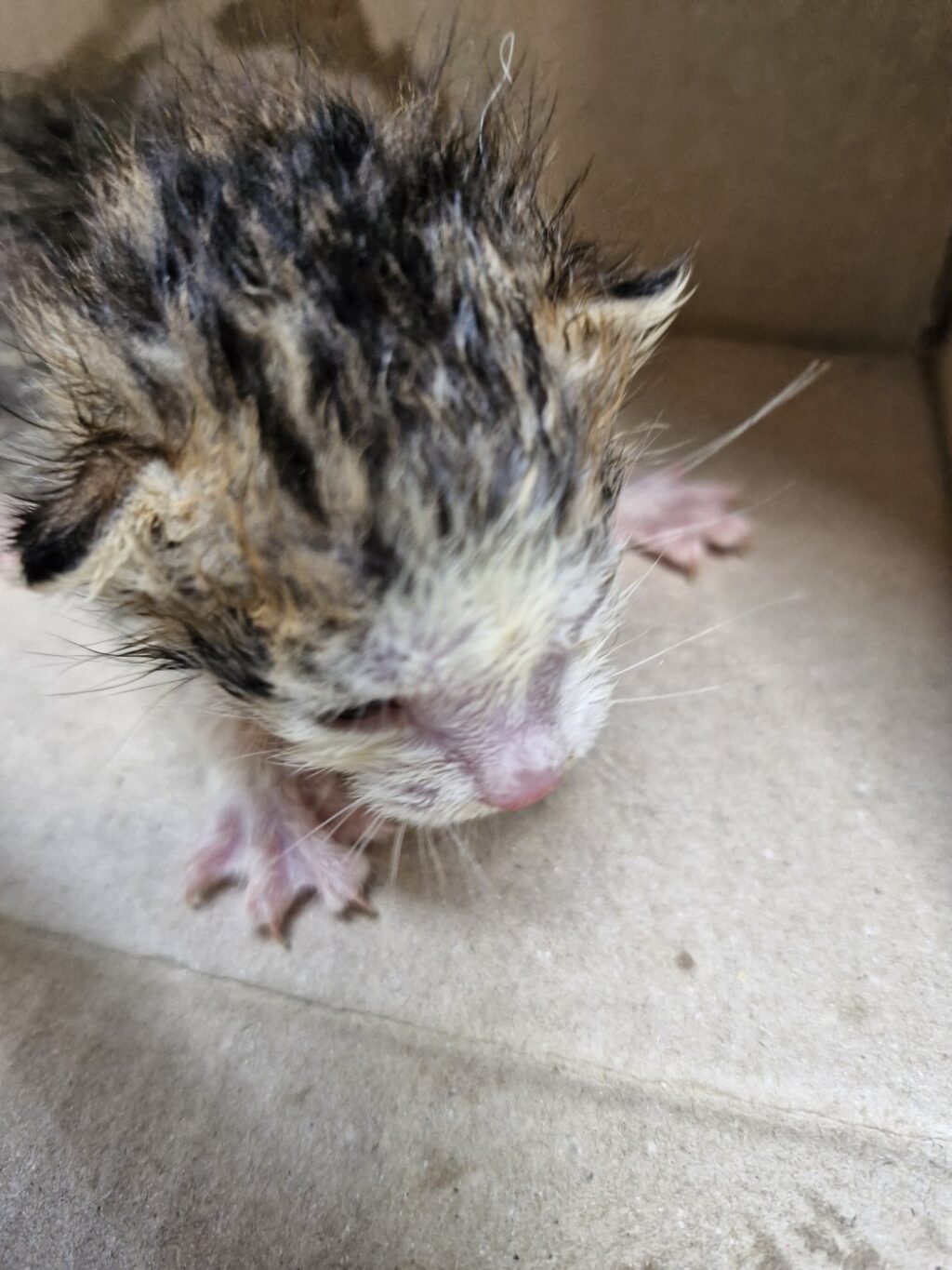 neugle pet 경남 거창 2026 00105