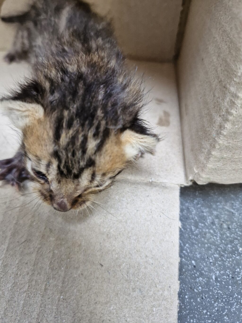 neugle pet 경남 거창 2026 00106