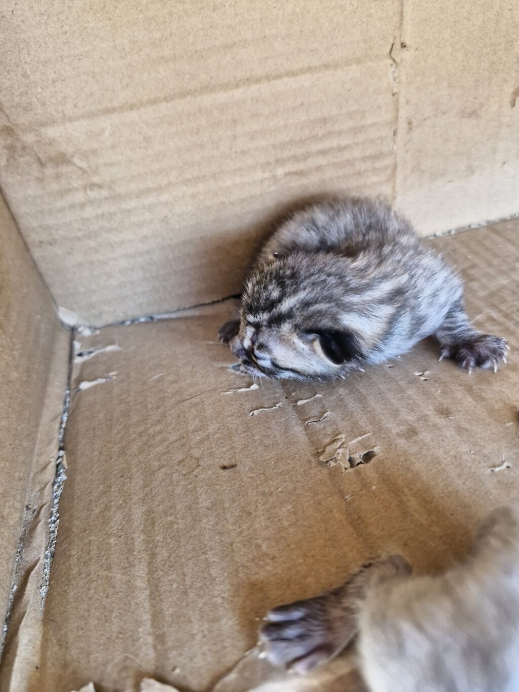 neugle pet 경남 거창 2026 00107