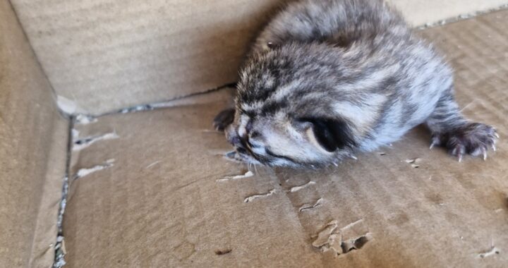 neugle pet 경남 거창 2026 00107