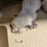 neugle pet 경남 거창 2026 00108