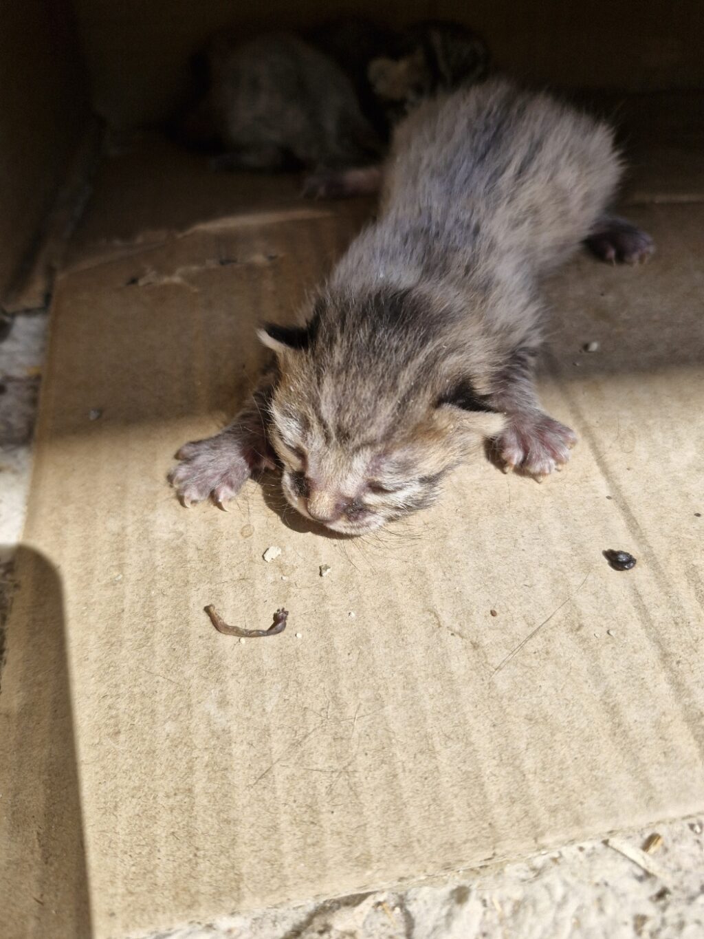 neugle pet 경남 거창 2026 00109