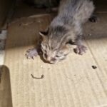 neugle pet 경남 거창 2026 00109