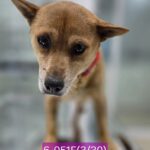 neugle pet 경남 고성 2026 00050