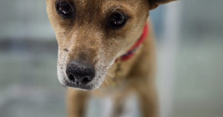 neugle pet 경남 고성 2026 00050