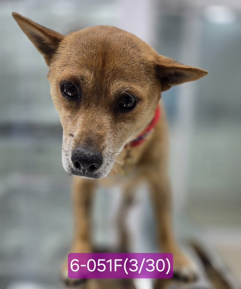 neugle pet 경남 고성 2026 00050