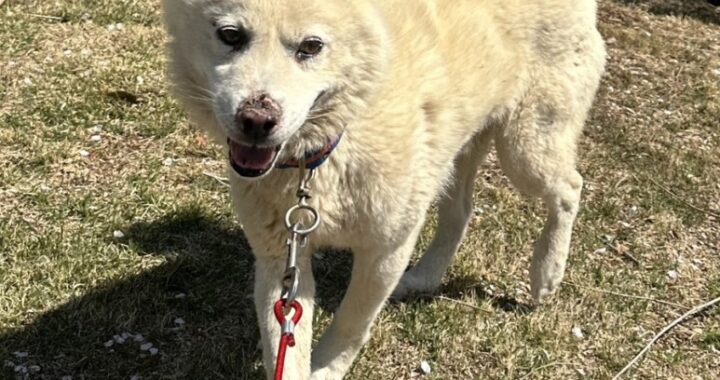 neugle pet 경남 고성 2026 00051