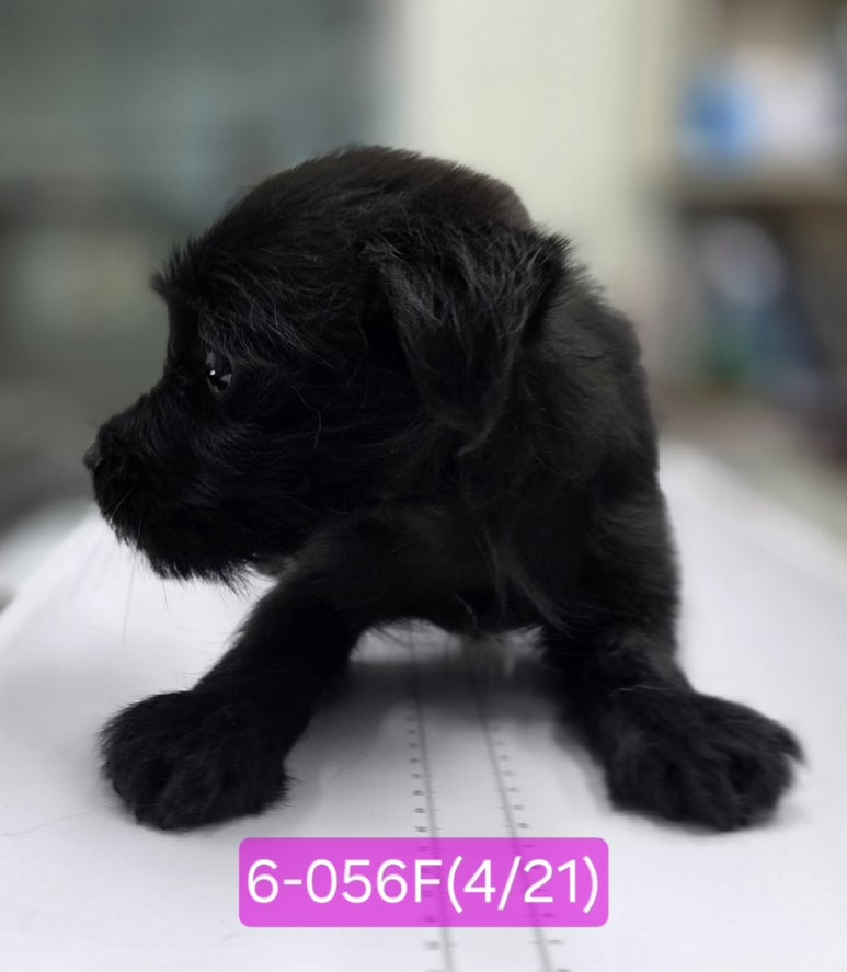 neugle pet 경남 고성 2026 00055