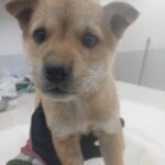 neugle pet 경남 남해 2026 00050