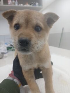 neugle pet 경남 남해 2026 00050 rotated