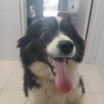 neugle pet 경남 남해 2026 00051