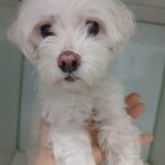 Mina's Second Chance: A Resilient Maltese Seeks International Adoption from South Korea's Namhae 10 neugle pet 경남 남해 2026 00052
