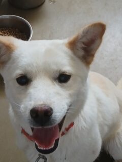 neugle pet 경남 남해 2026 00054 rotated