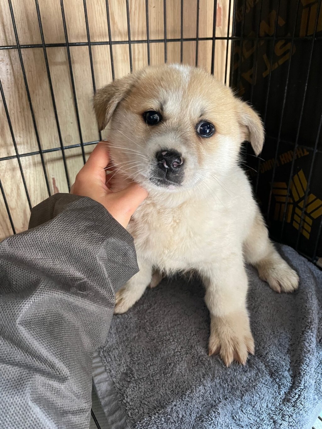 neugle pet 경남 밀양 2026 00188