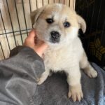 A Roundish Heart in Miryang: Donggeul's Quest for an International Adoption Home 14 neugle pet 경남 밀양 2026 00188