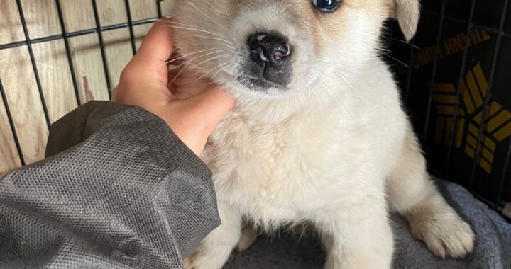 neugle pet 경남 밀양 2026 00188