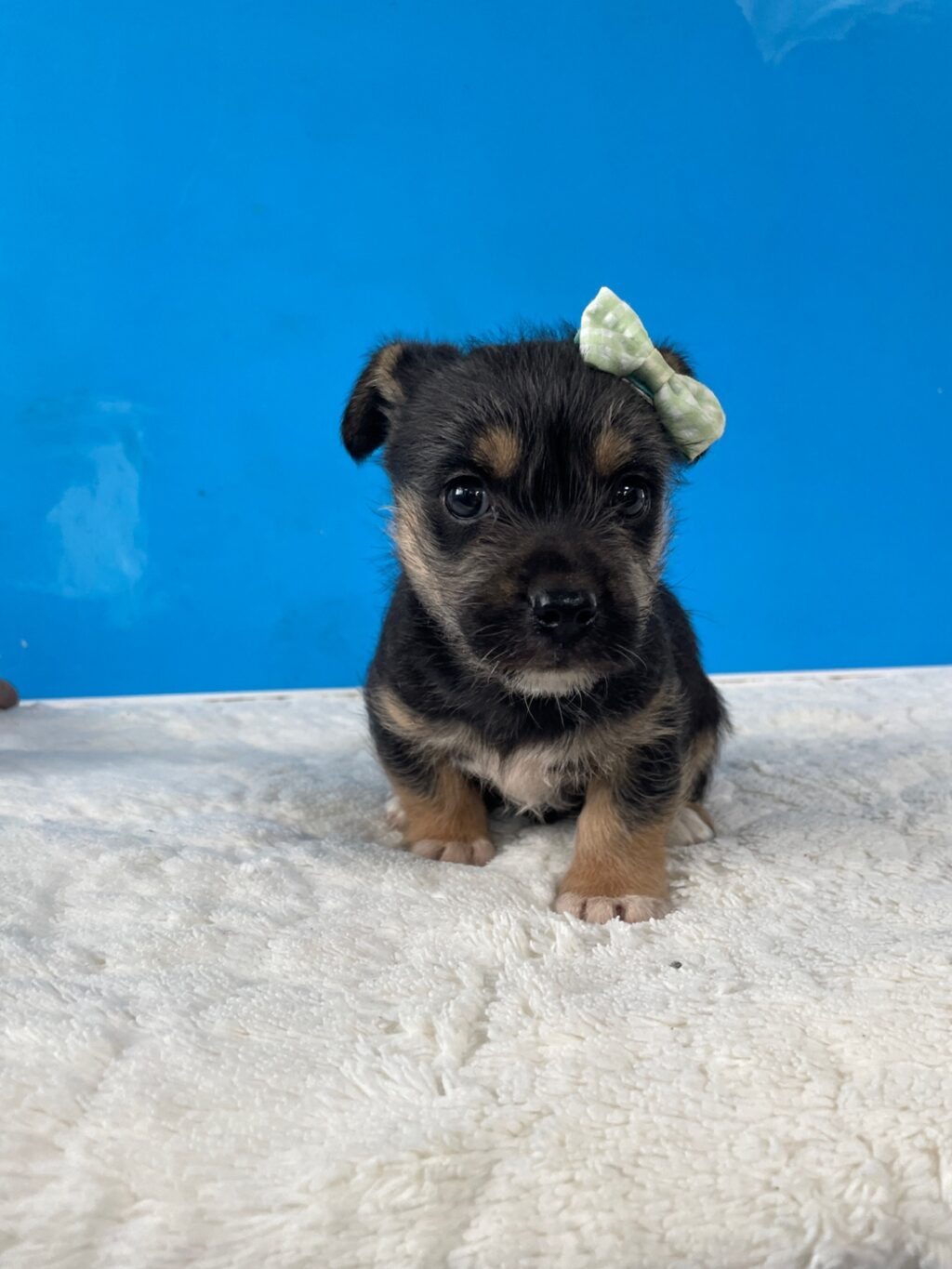 neugle pet 경남 밀양 2026 00191