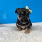 neugle pet 경남 밀양 2026 00191