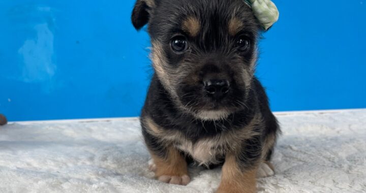 neugle pet 경남 밀양 2026 00191