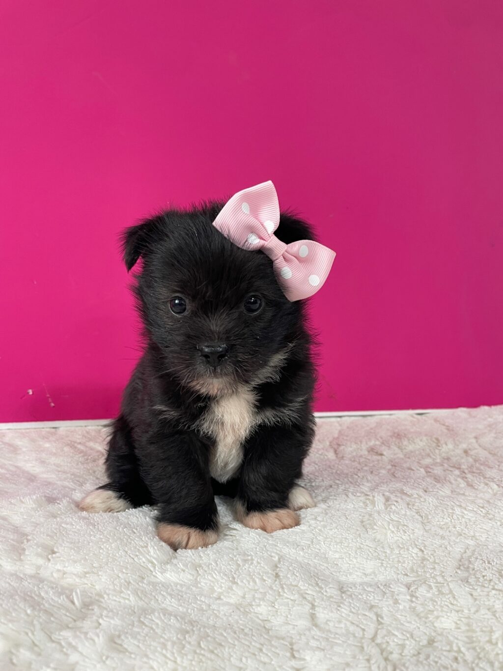 neugle pet 경남 밀양 2026 00192