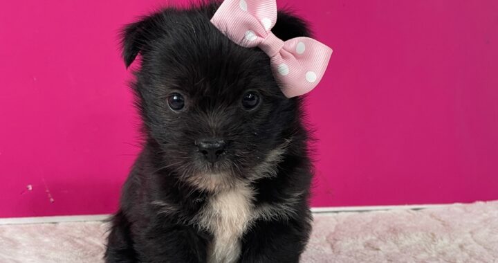 neugle pet 경남 밀양 2026 00192