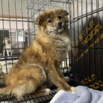 neugle pet 경남 밀양 2026 00193