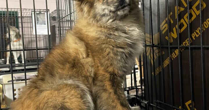 neugle pet 경남 밀양 2026 00193