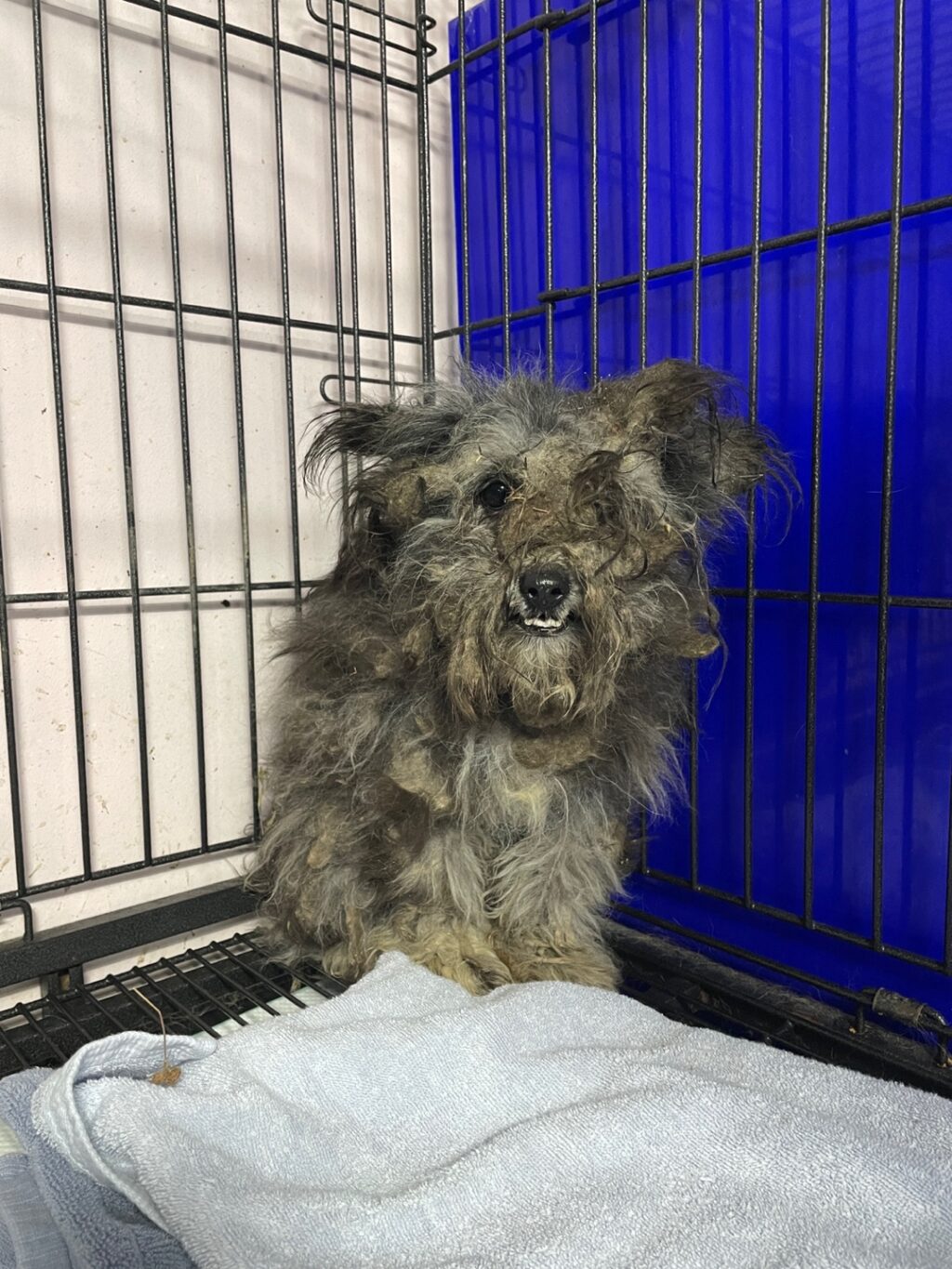 neugle pet 경남 밀양 2026 00194