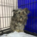 A Glimmer of Hope from Miryang: The Gentle Spirit of a Neglected Mix-Breed Puppy 14 neugle pet 경남 밀양 2026 00194