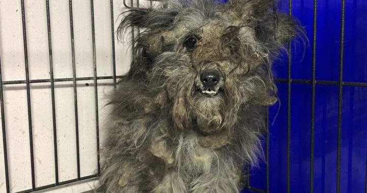 neugle pet 경남 밀양 2026 00194