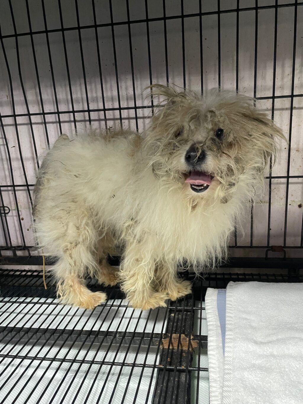 neugle pet 경남 밀양 2026 00195