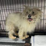 neugle pet 경남 밀양 2026 00195