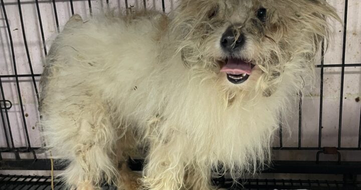 neugle pet 경남 밀양 2026 00195