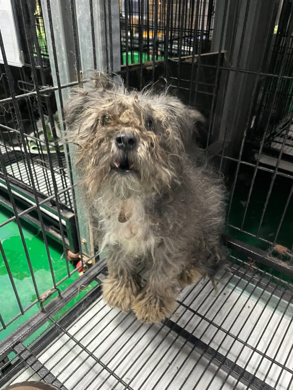 neugle pet 경남 밀양 2026 00196