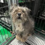 neugle pet 경남 밀양 2026 00196