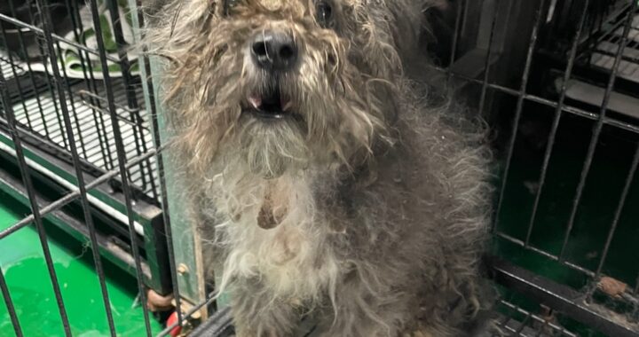 neugle pet 경남 밀양 2026 00196