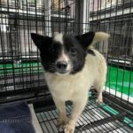 neugle pet 경남 밀양 2026 00197