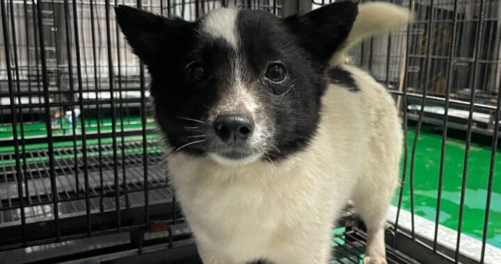 neugle pet 경남 밀양 2026 00197