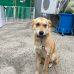 neugle pet 경남 밀양 2026 00198