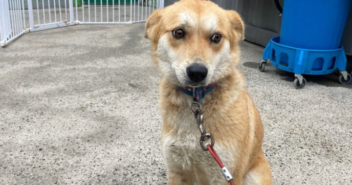 neugle pet 경남 밀양 2026 00198